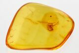 Detailed Fossil Spider (Araneae) In Baltic Amber #381220-1